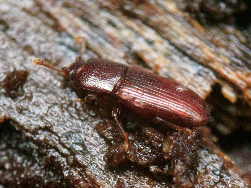 Cerylon ferrugineum Stephens, 1830